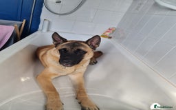 Mixed Breed dogs for sale: Max !  - Image 1