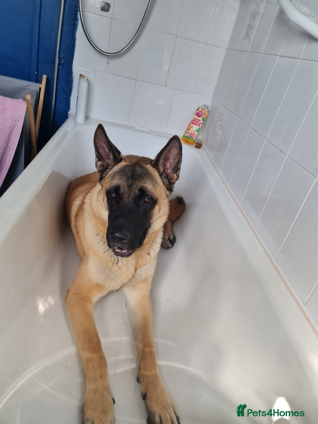 Mixed Breed dogs for sale: Max !  - Image 1