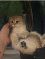 British Shorthair cats - Advert 7