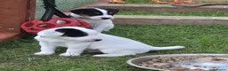 Jack Russell dogs for sale: Tess & jacks puppies - Advert 9