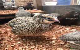 Quail poultry for sale: Jumbo & Celadon (blue egg) Coturnix Quail & eggs - Image 1