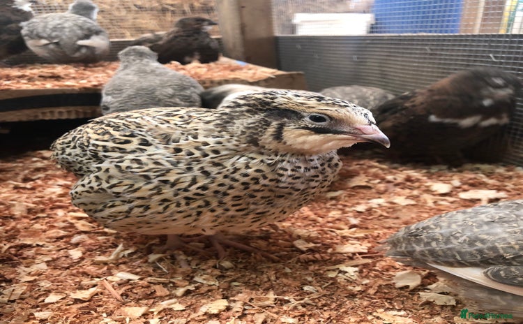 Quail poultry - Advert 2