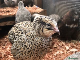 Quail poultry Jumbo & Celadon (blue egg) Coturnix Quail & eggs - Advert 10