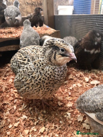 Quail poultry - Advert 2