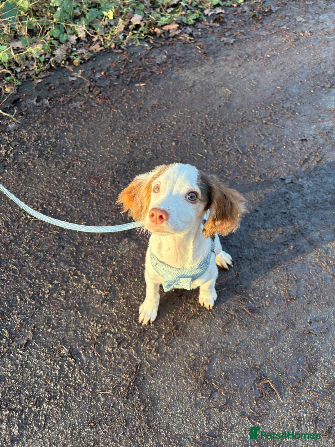 Cocker Spaniel dogs for sale: Male working cocker spaniel  - Advert 2