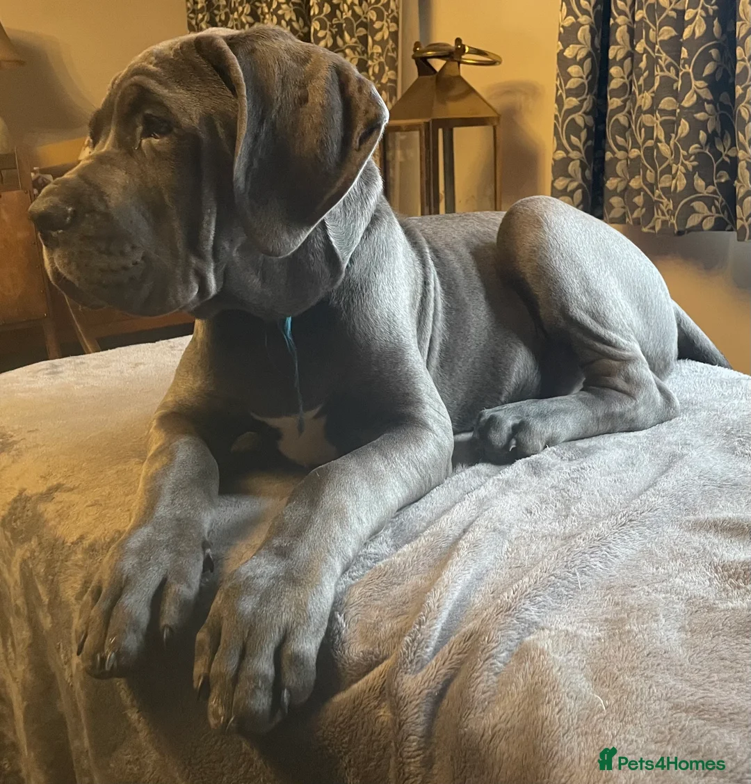 Mixed Breed dogs for sale: STUNNING MASTIFF/GREAT DANE PUPPIES - Advert 7