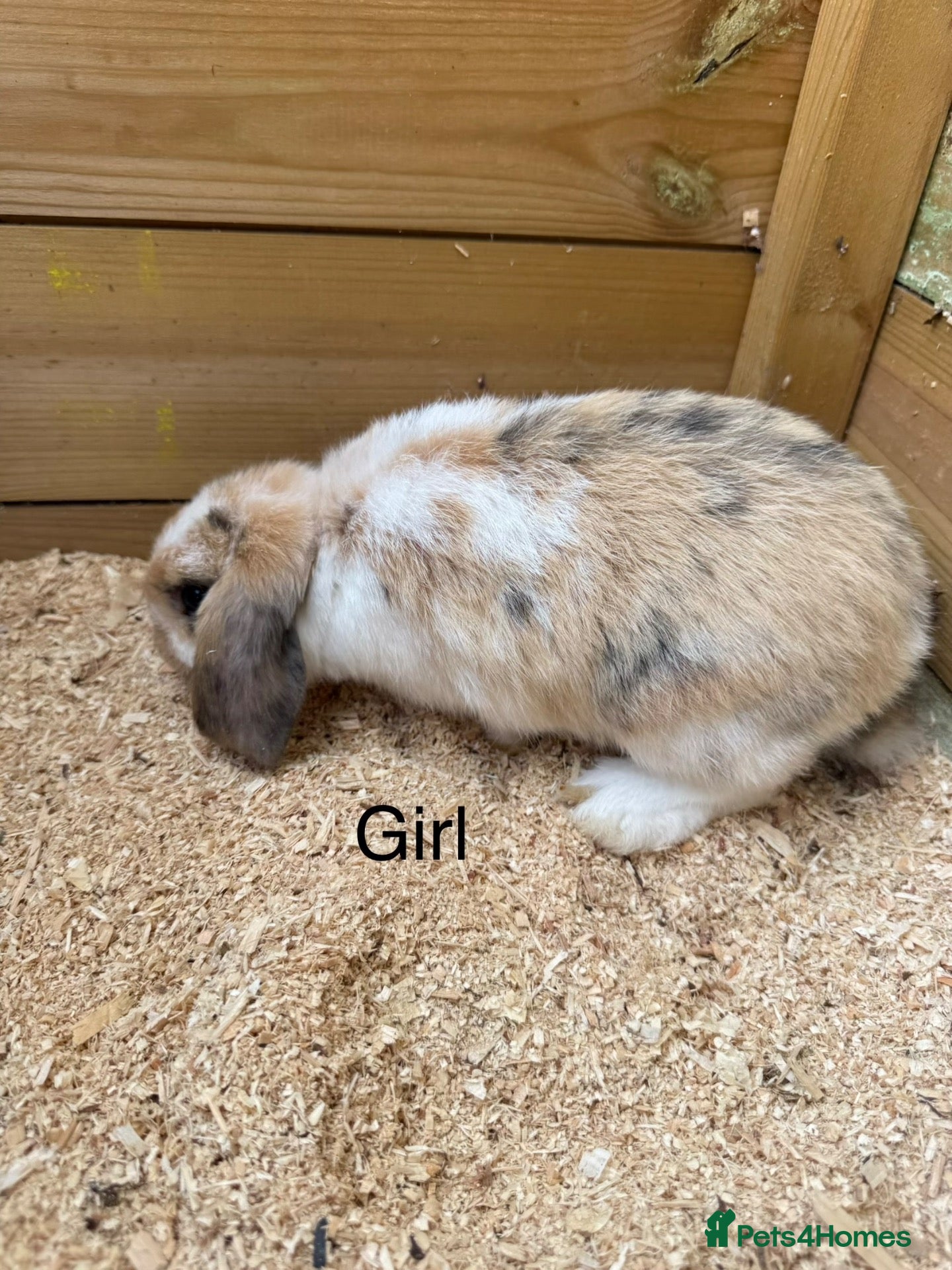 Mini Lop rabbits Mini lop babies - Advert 3