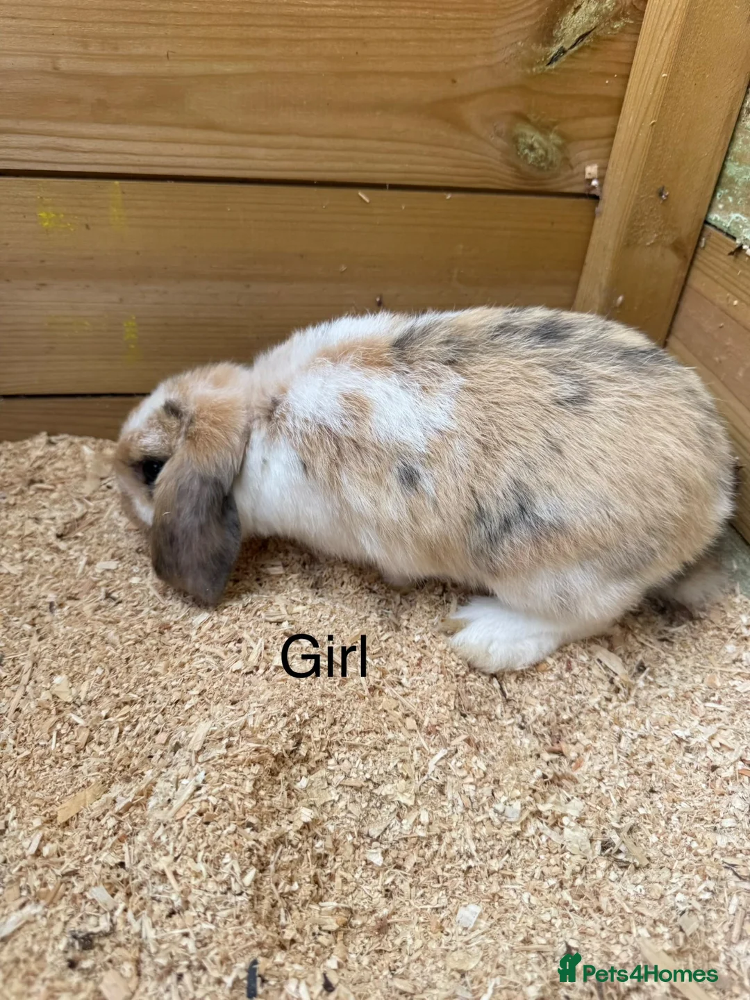 Mini Lop rabbits for sale: Mini lop babies - Advert 1