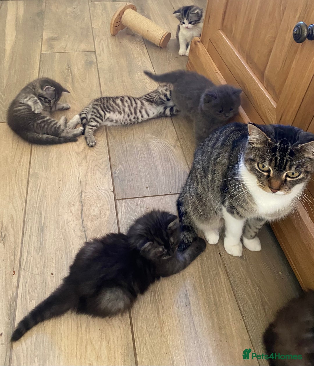 Mixed Breed cats for sale: Beautiful kittens available  - Image 8