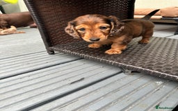 Dachshund dogs for sale: KC Registered Quality Mini Dachshunds long hair  - Image 28
