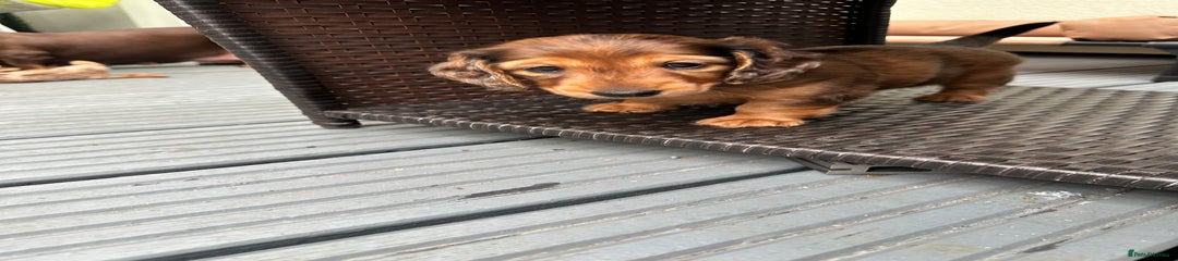 Dachshund Puppy 3