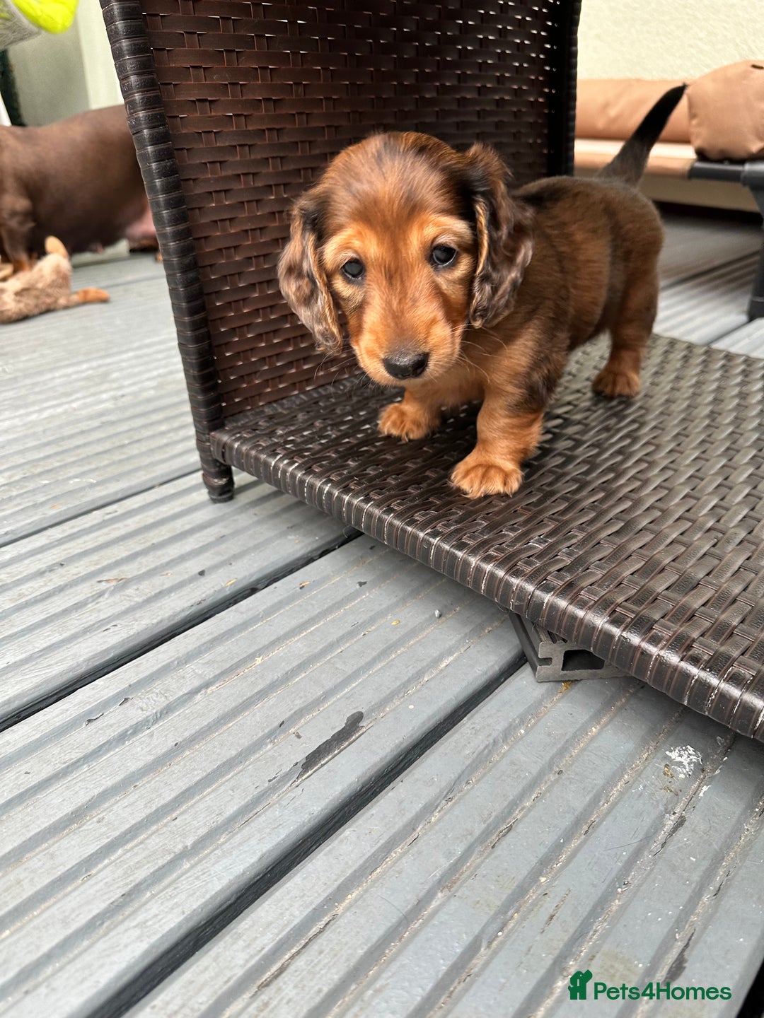 Dachshund dogs for sale: KC Registered Quality Mini Dachshunds long hair  - Image 28