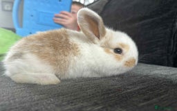 Mini Lop rabbits for sale: Mini Lop Babies  - Image 5