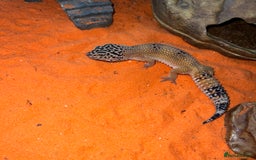 Leopard Gecko reptiles for sale: Leopard gecko & full set up exo terra 45x45x30cm.  - Image 3
