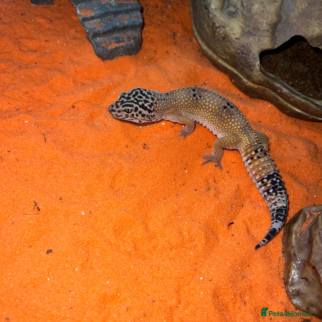 Leopard Gecko reptiles for sale: Leopard gecko & full set up exo terra 45x45x30cm.  - Image 3