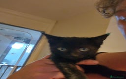 Russian Blue cats for sale: 3 female kittens  - Image 6