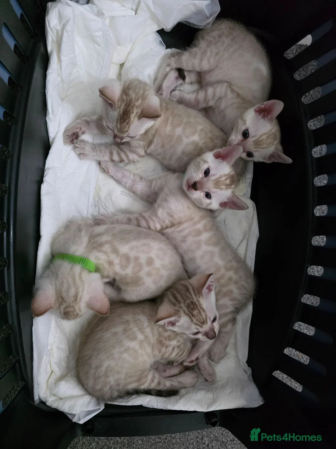 Bengal cats for sale: Snow bengal tica active - Advert 1