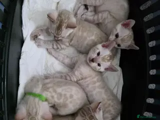 Bengal cats Snow bengal tica active - Advert 3