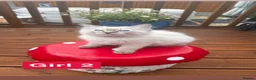 Ragdoll cats for sale: Stunning litter of ragdoll kittens  - Advert 5