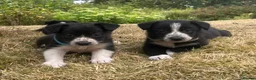 Border Collie dogs for sale: Stunning Border Collie Puppies in Llandovery - Advert 17