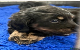 Miniature Dachshund dogs for sale: Long haired miniature dachshund puppies  - Image 5