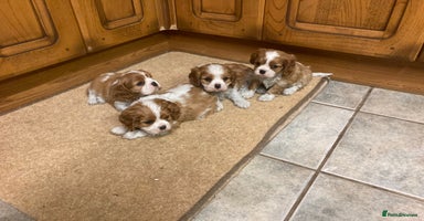 Cavalier King Charles Spaniel dogs - Advert 3