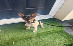 Jack Russell dogs for sale: Echo is looking for a new home  - Image 2
