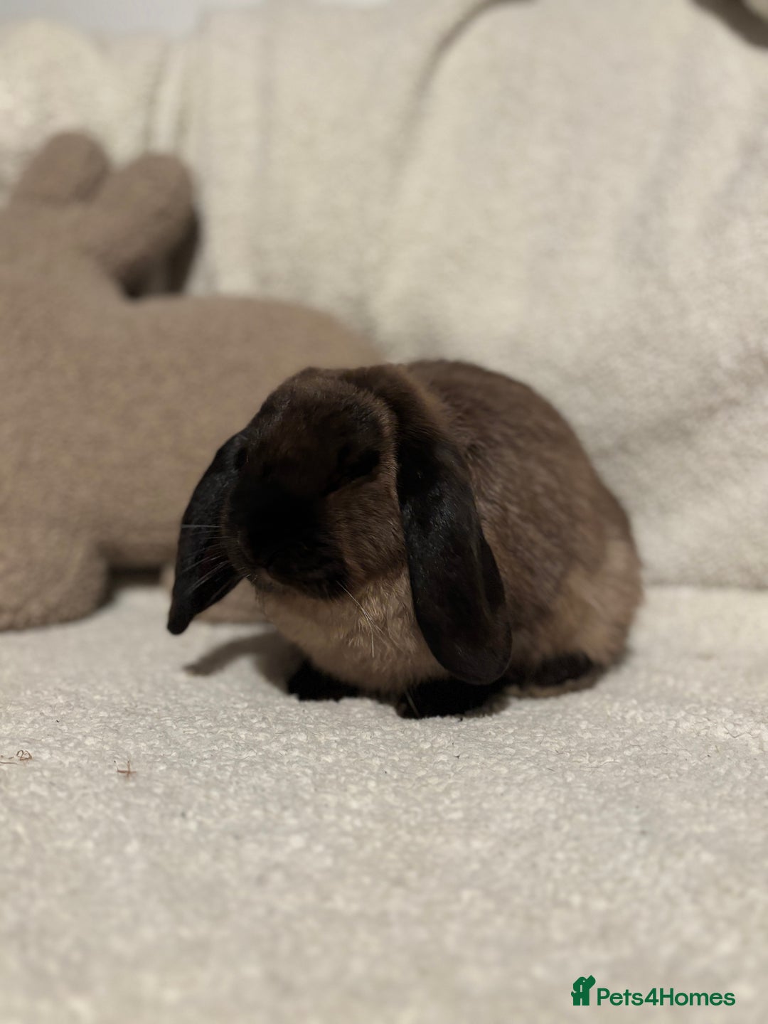 Mini Lop rabbits for sale: Stunning mini lop doe for sale 🫶🏻 - Advert 2