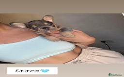 French Bulldog dogs for sale: 1 Gorgeous Lilac & Cherry Tan Girl Frenchie LEFT - Image 7