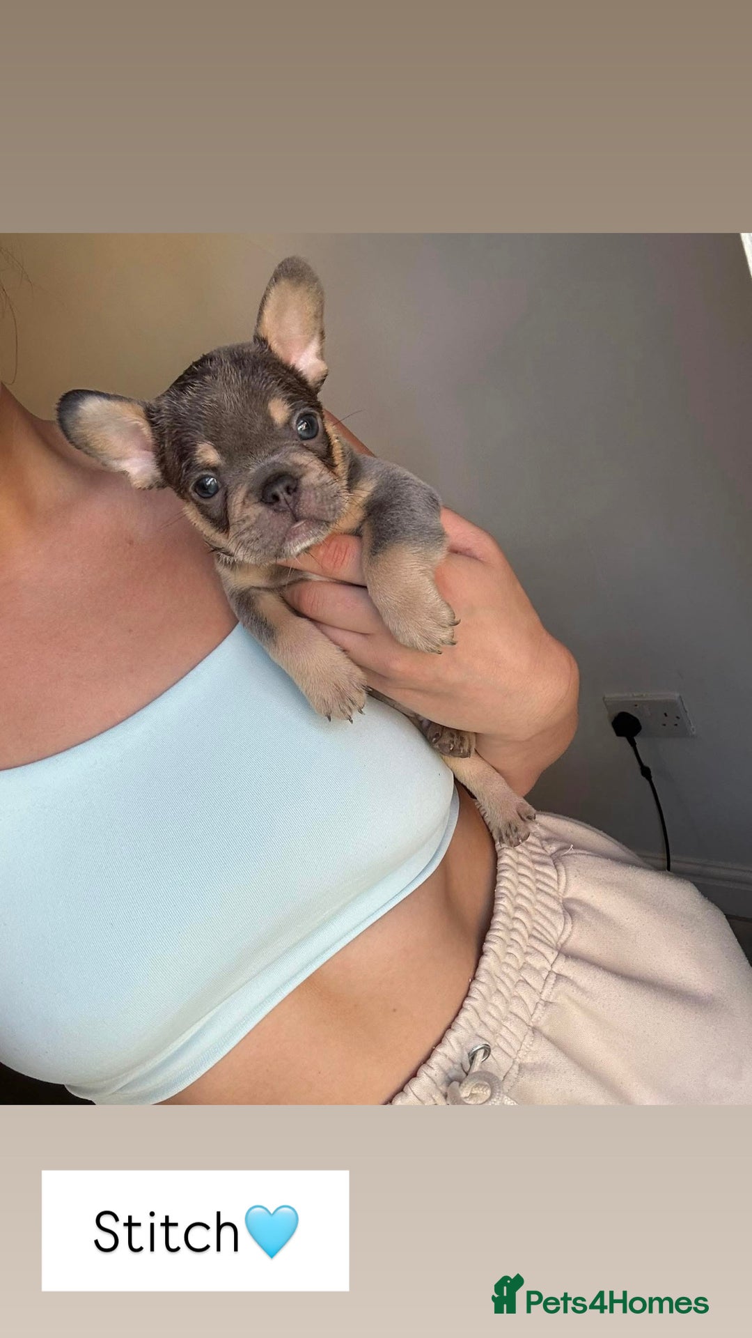 French Bulldog dogs for sale: 1 Gorgeous Lilac & Cherry Tan Girl Frenchie LEFT - Image 7