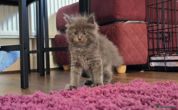 Maine Coon cats - Advert 1
