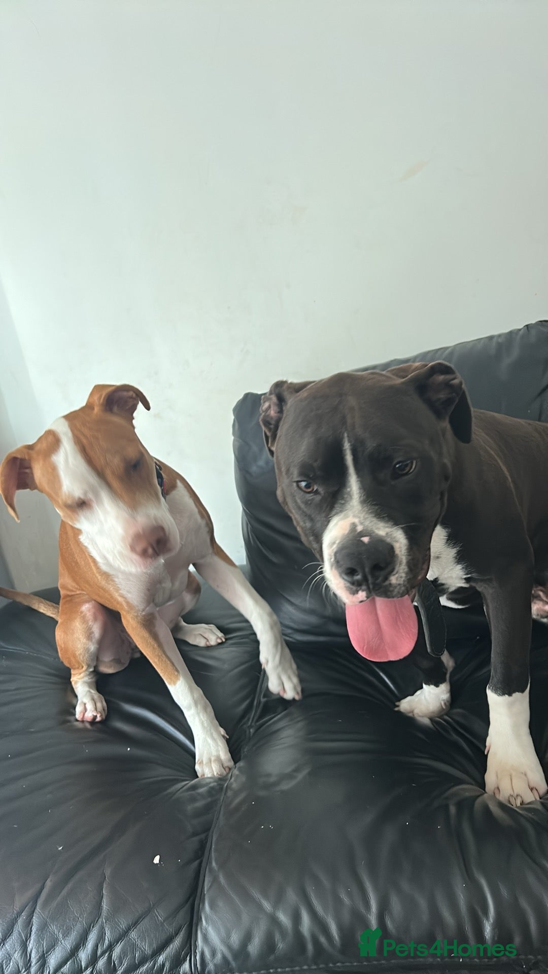 Mastiff dogs for sale: 2 beautiful mastiff puppy’s one male one female  - Image 4