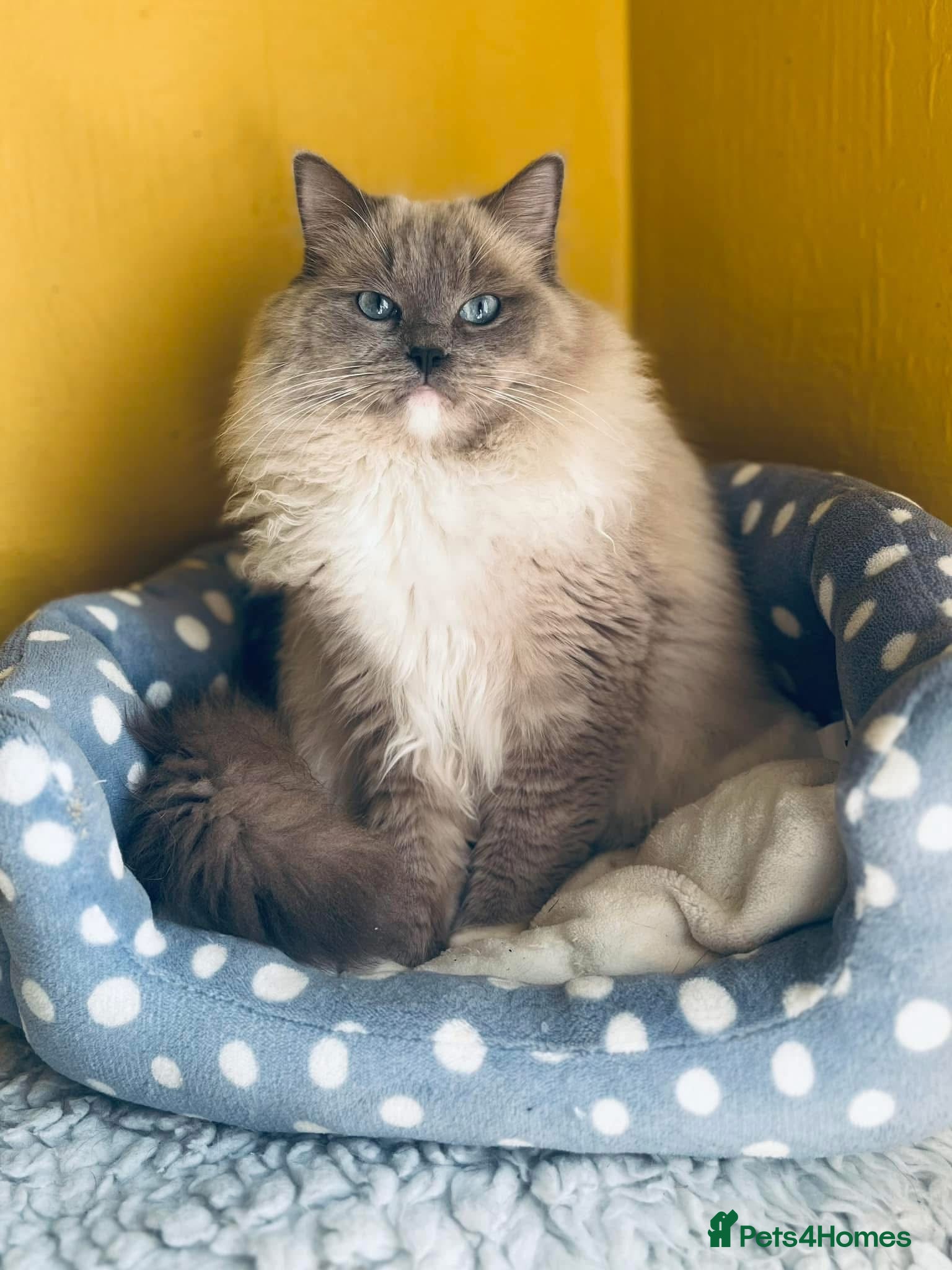 Ragdoll cats blue mink  - Advert 2