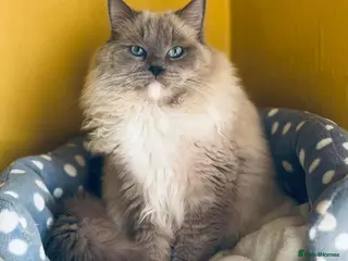 Ragdoll cats blue mink - Advert 2