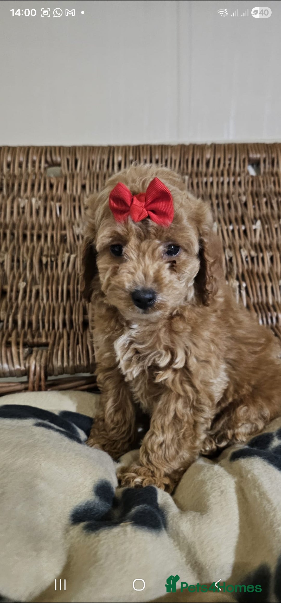 Cockapoo dogs for sale: Ready now  - Advert 2
