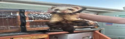 Ferret rodents for sale: Lovely hob ferret - Advert 4