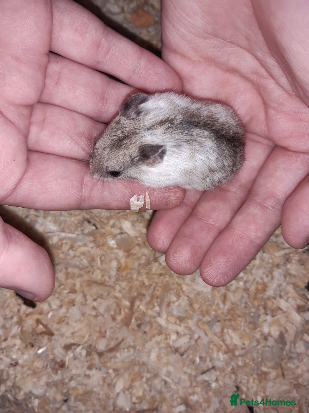 Hamster rodents for sale: Baby Chinese hamsters ready now  - Image 3