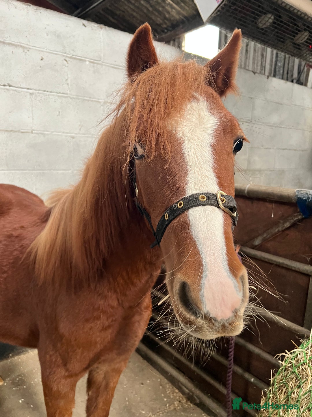 Welsh Section A horses for sale: Daisy FOR SALE OFFERS CONSIDERED - Image 3