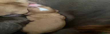 Cocker Spaniel 2