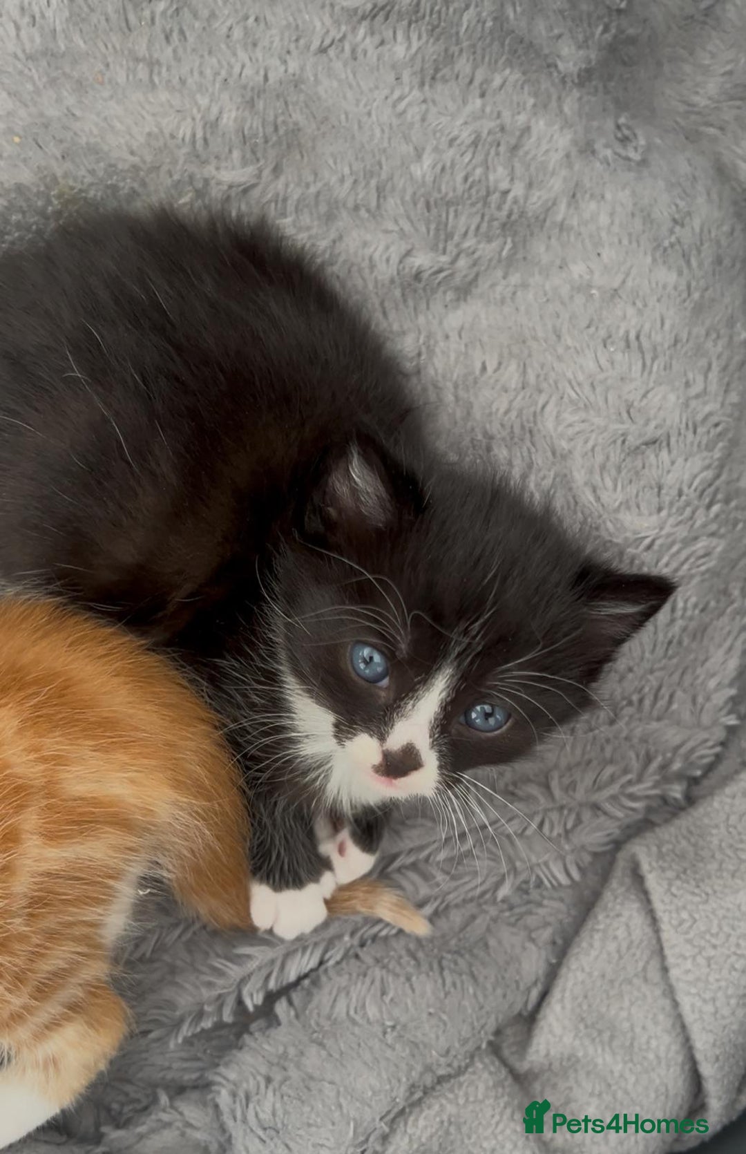 Mixed Breed cats for sale: Cute kittens  - Advert 6