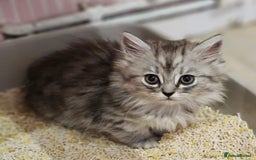 Mixed Breed cats for sale: Persian Chinchilla Cross Kittens - Image 9