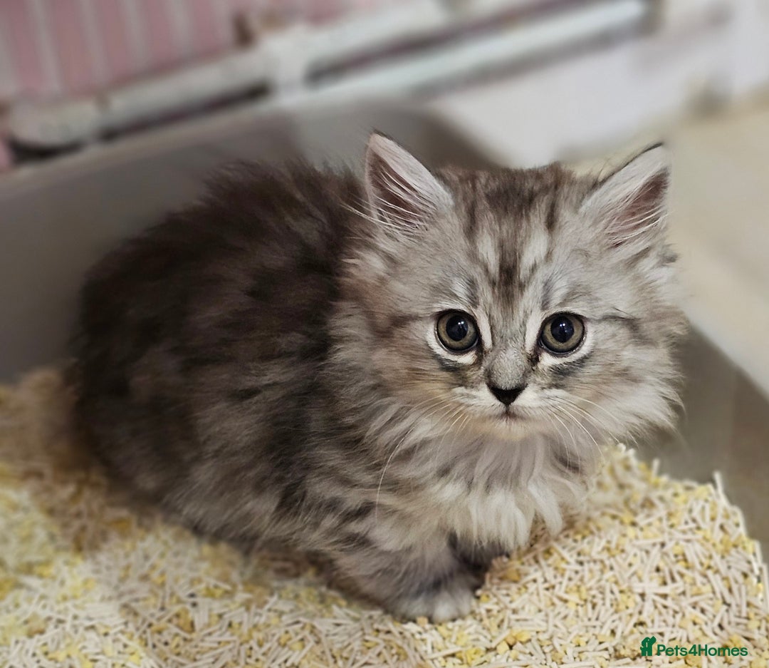 Mixed Breed cats for sale: Persian Chinchilla Cross Kittens - Image 9
