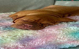 Dogue De Bordeaux dogs for sale: FULL PEDIGREE 🦁 Dogue de Bordeaux pups ( French ) - Image 9