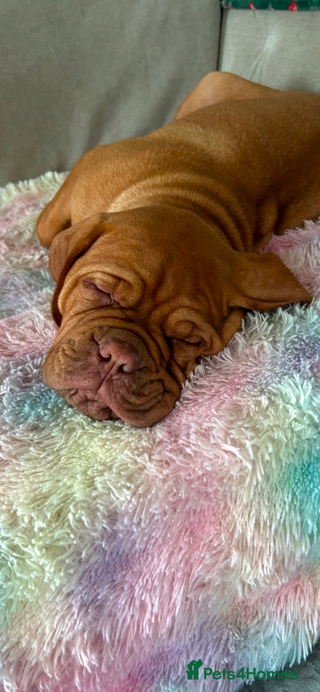 Dogue De Bordeaux dogs for sale: FULL PEDIGREE 🦁 Dogue de Bordeaux pups ( French ) - Image 9