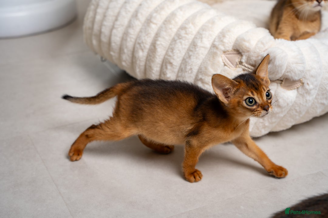 Abyssinian cats for sale: 6 Amazing Abyssinians, Extra Lovlely Personality - Advert 15