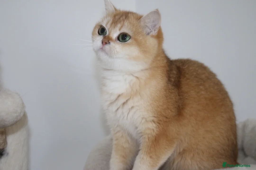 British Shorthair cats for sale: 🩷 Ny12 Golden British Shorthair Girl 🩷 - Advert 2