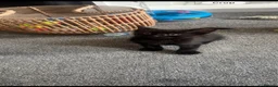 Mixed Breed cats for sale: 1 male kitten left  - Advert 3
