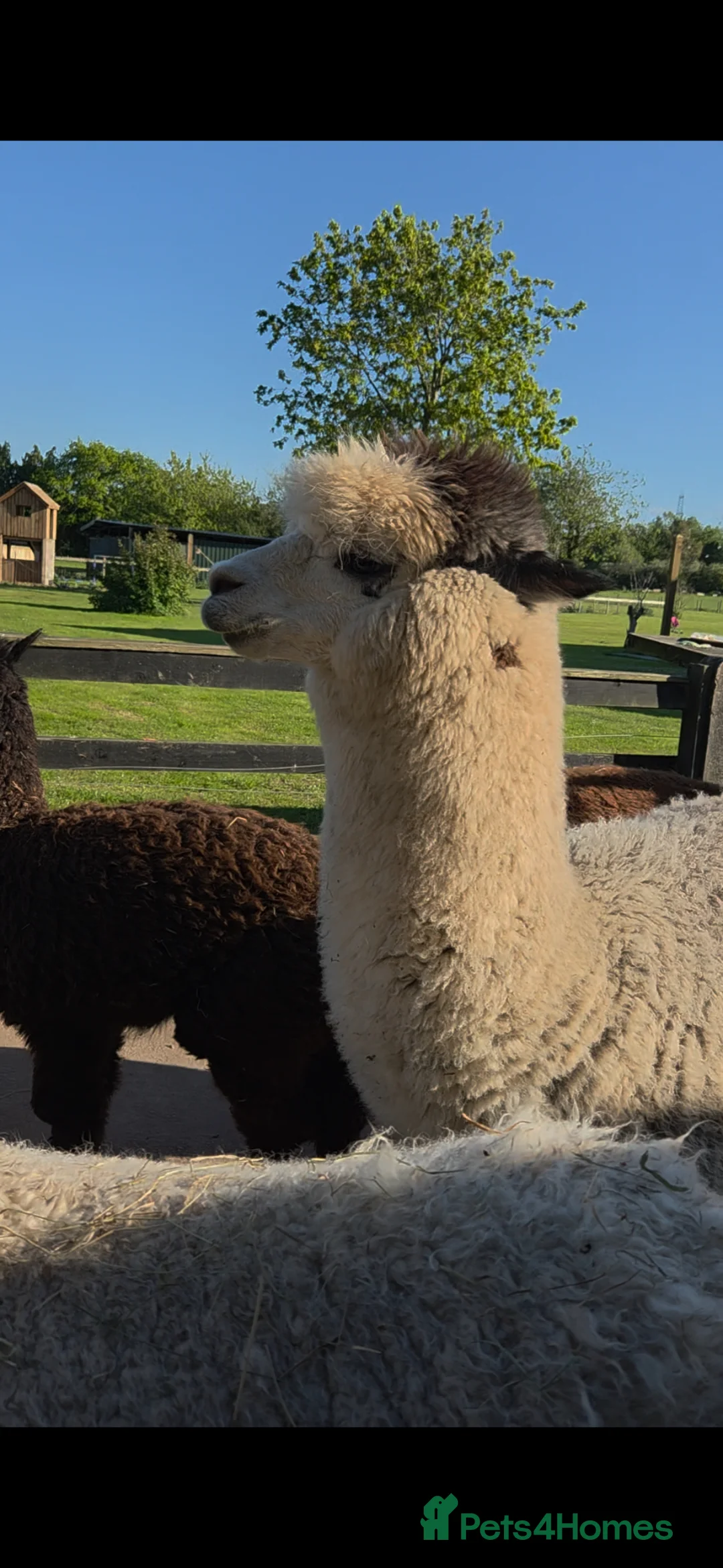 Alpaca livestock for sale: Stud Alpaca for sale - Advert 5