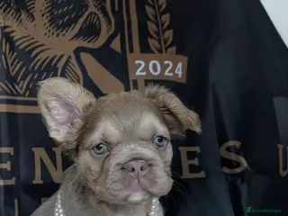 French Bulldog dogs ⭐️Gorgeous French Bulldog Puppies⭐️ - Advert 5