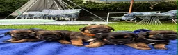 Border Terrier dogs for sale: Kc registered border terriers  in Maidstone - Advert 1